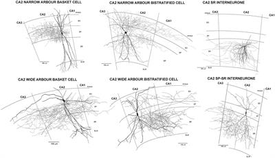 Cornu Ammonis Regions–Antecedents of Cortical Layers?